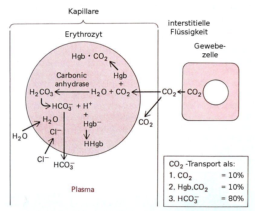 Kohlendioxidtransport