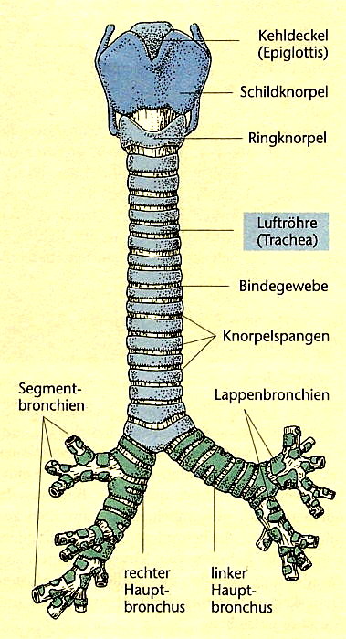 Larynx und Trachea