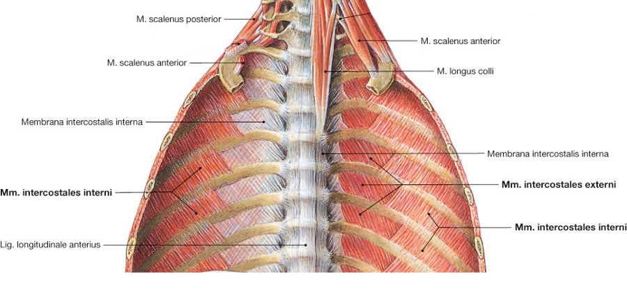 Musculi intercostales