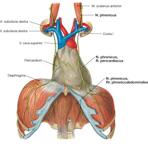 Diaphragma und Nervus phrenicus