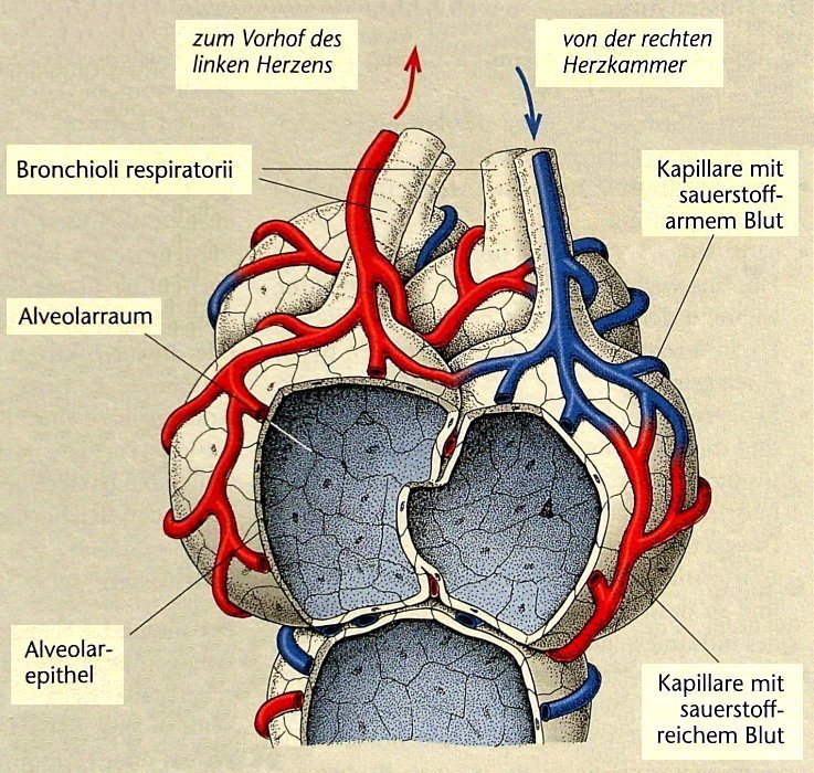 Alveolen