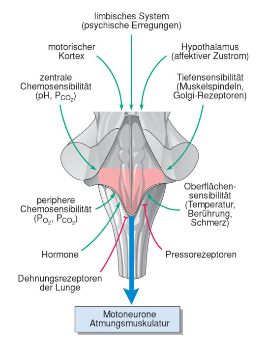 Beeinflussung der Atemzentren