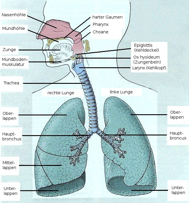 Atmungssystem