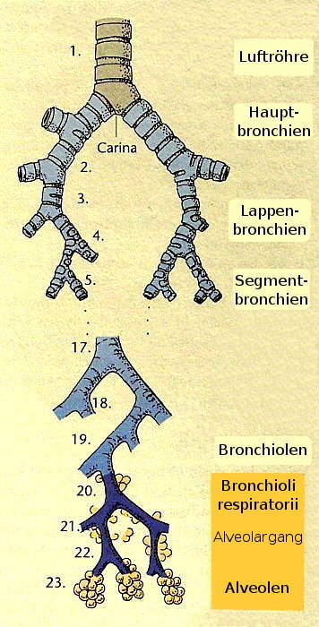 Bronchialbaum