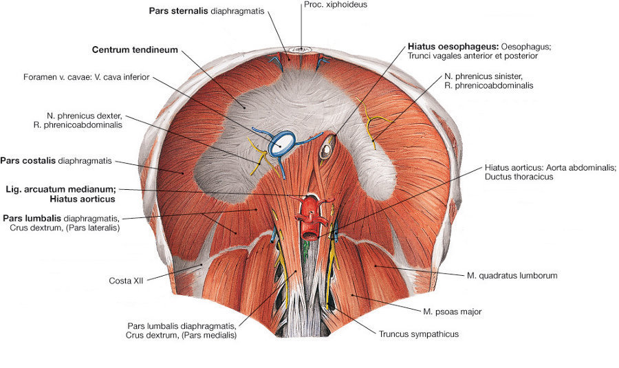 Diaphragma von kaudal