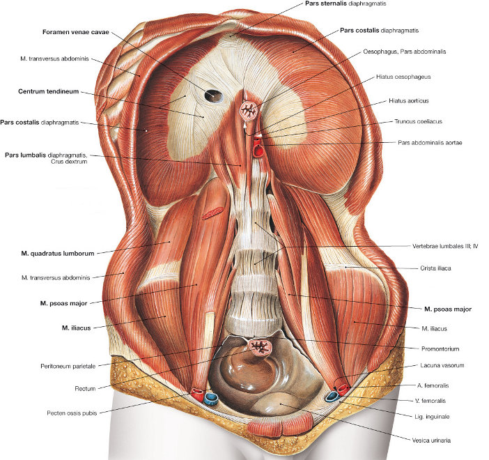 Diaphragma