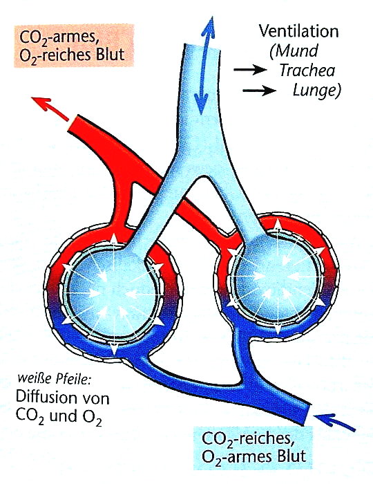 Gasaustausch in den Alveolen