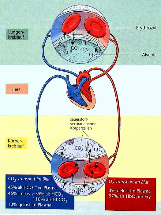 Gastransport im Blut
