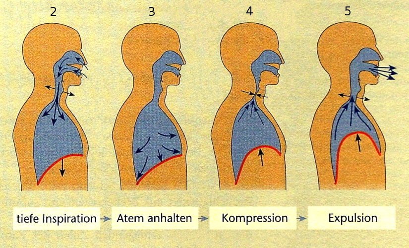 Hustenvorgang