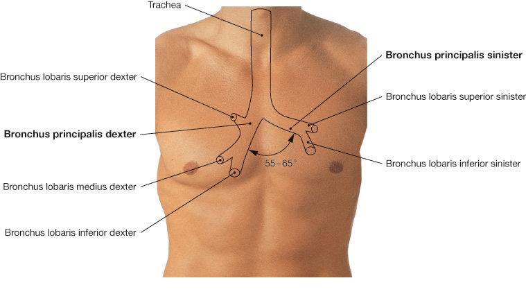 Projektion der Trachea und der Hauptbronchien auf die vordere
Brustwand