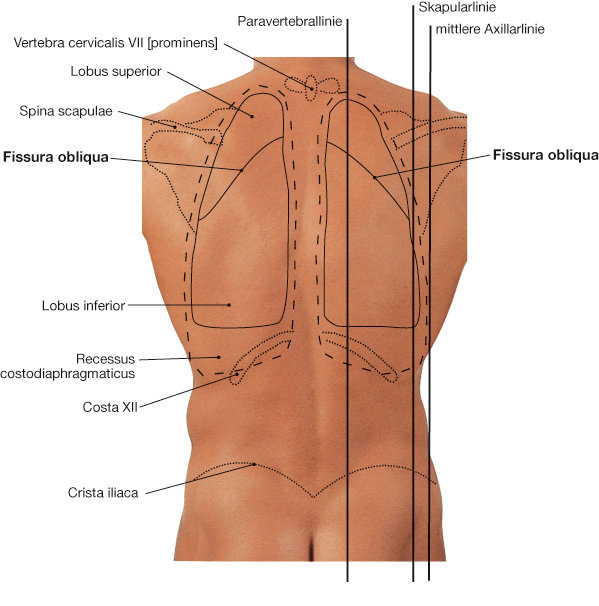 Projektion von Lungen und Pleuragrenzen auf den Rücken