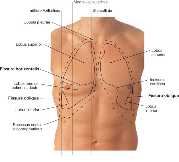 Projektion von Lungen und Pleuragrenzen auf die vordere
Brustwand