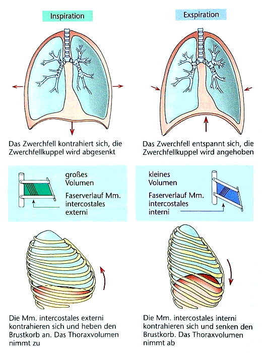 Mechanik der In- und Exspiration