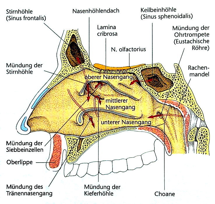 Nasenhöhle