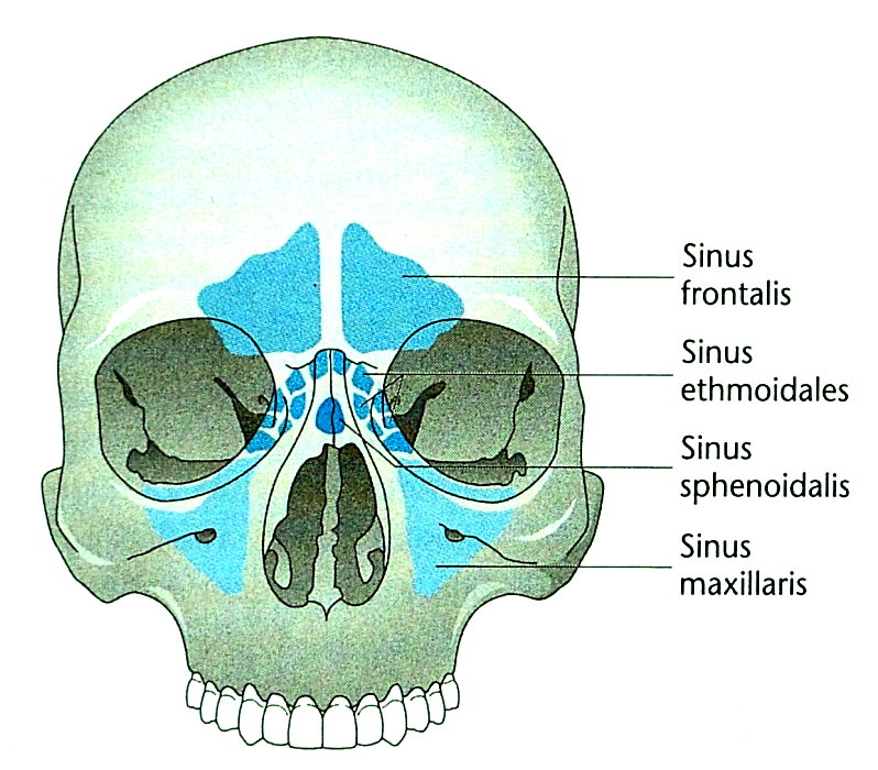 Nasennebenhöhlen von ventral