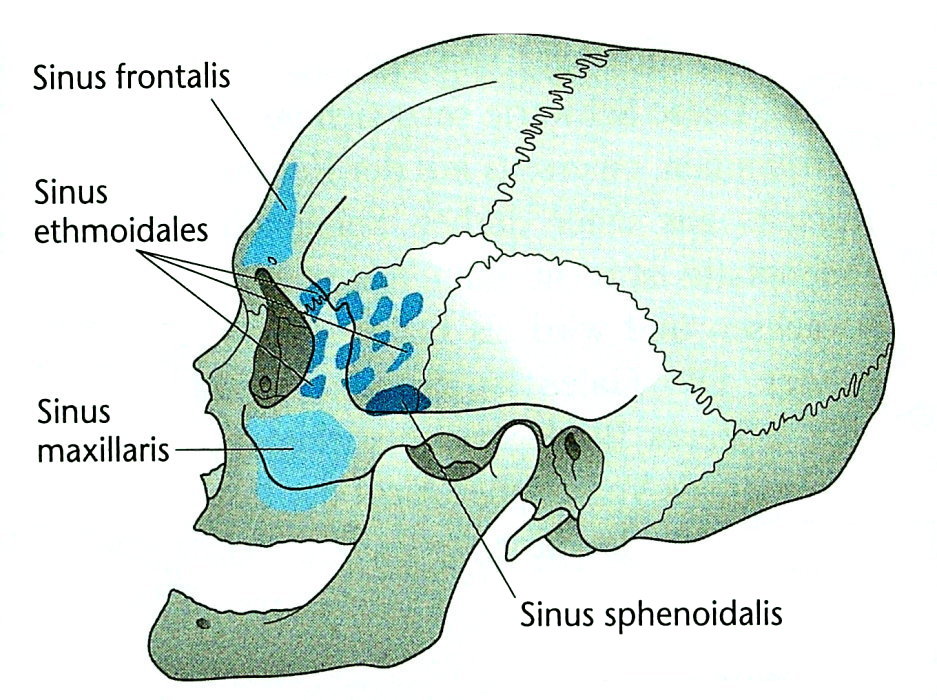 Nasennebenhöhlen von lateral