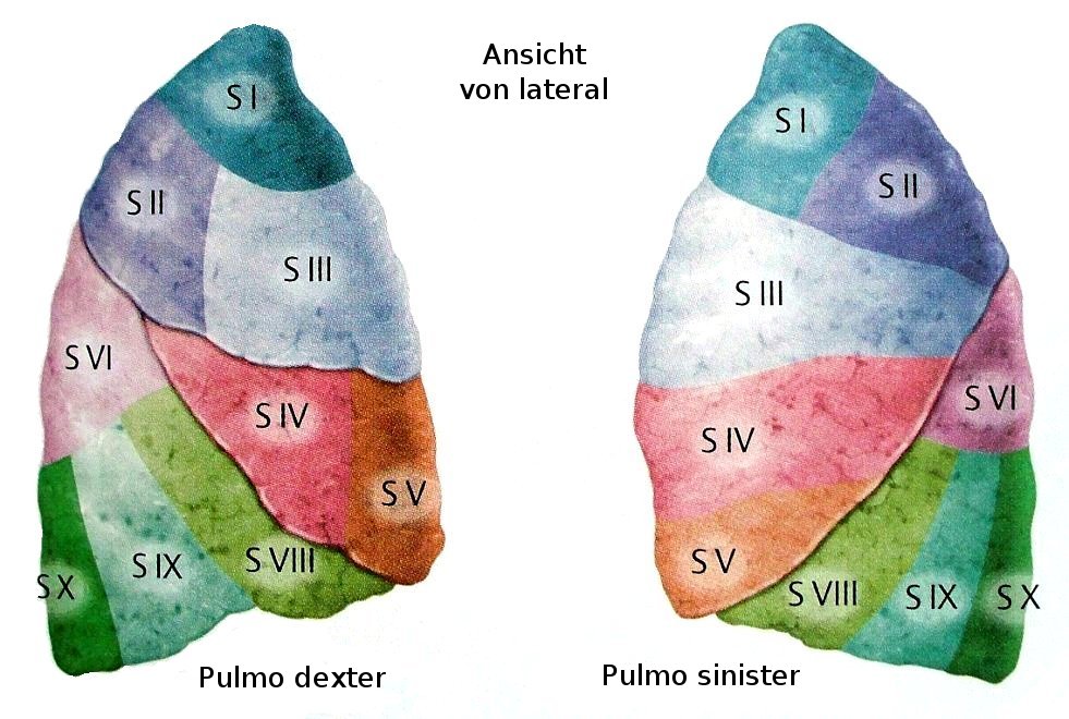 Lungensegmente von lateral