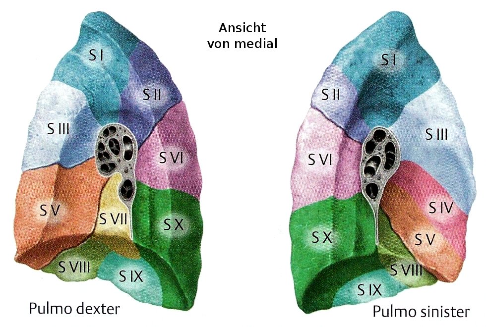 Lungensegmente von medial