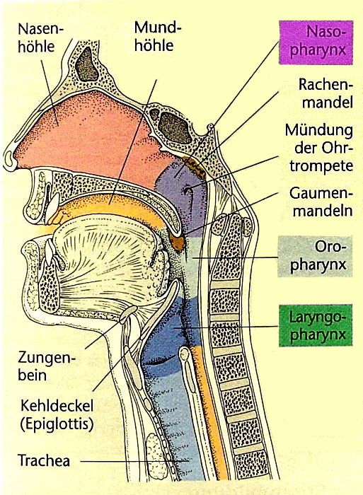 Pharynx