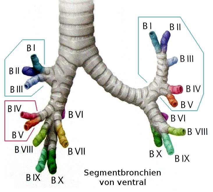 Segmentbronchien