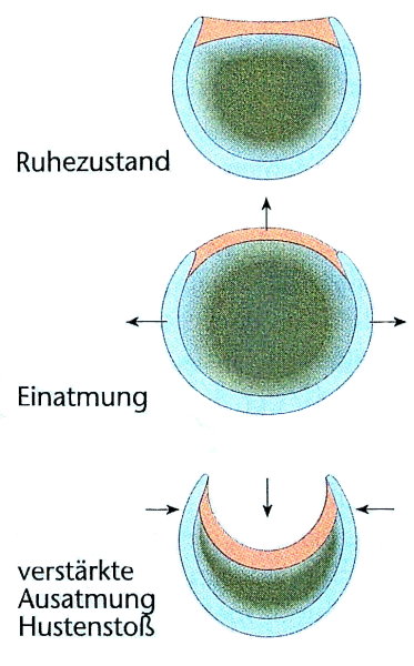 Trachea beim Husten