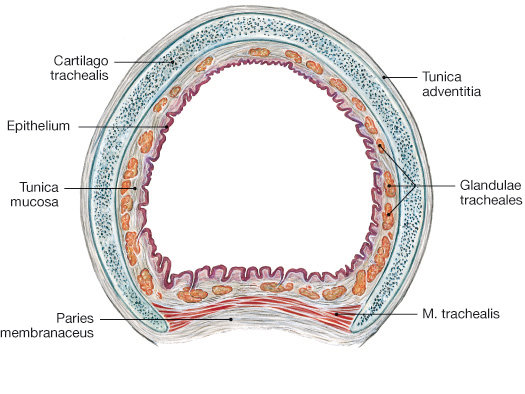 Trachea