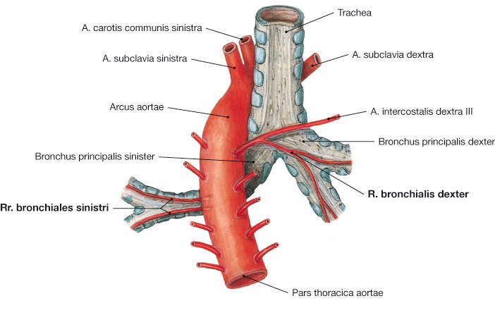 Vasa privata von dorsal