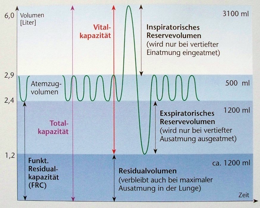 Atem- und Lungenvolumina