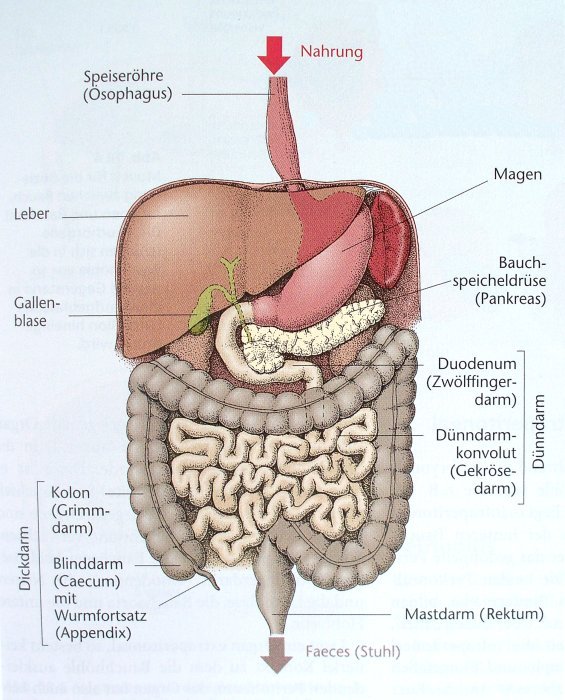Verdauungsorgane