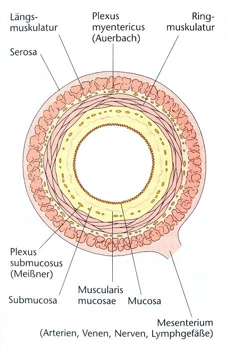 Wandschichten des GI-Traktes