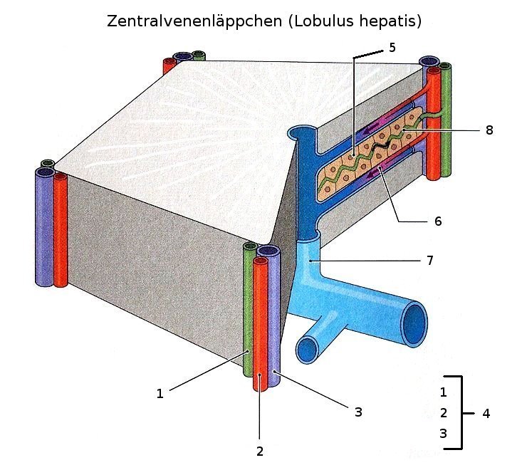 Lobulus hepatis