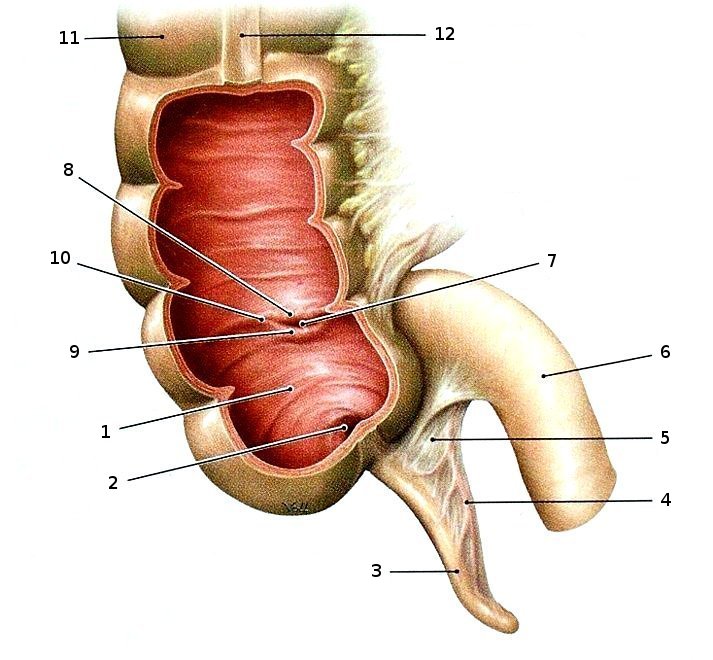 Caecum