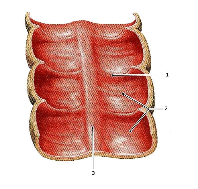 Innenrelief des Colons