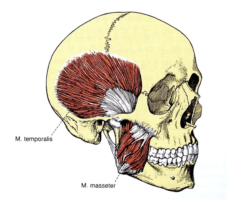 Mm. masseter et temporalis