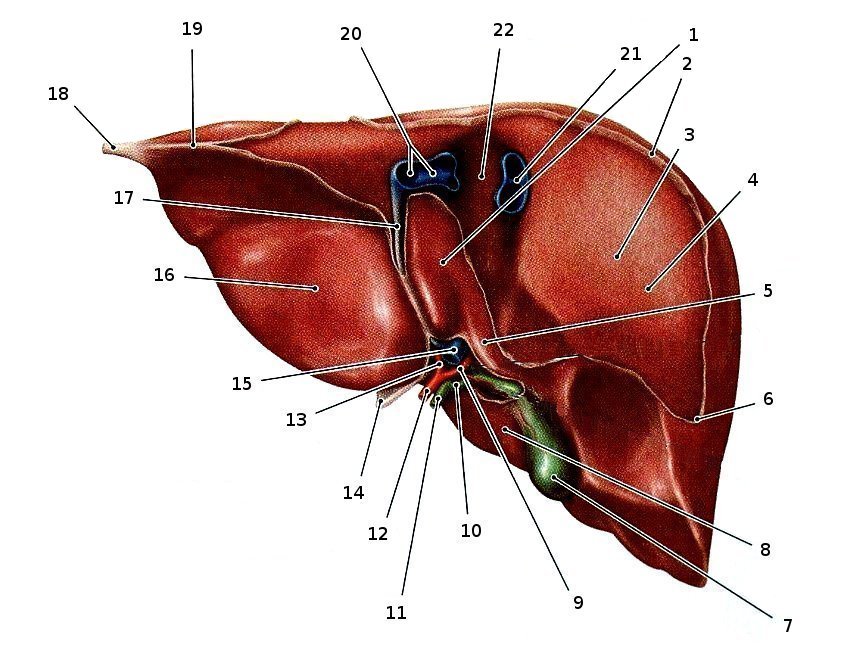 Die Leber von dorsal