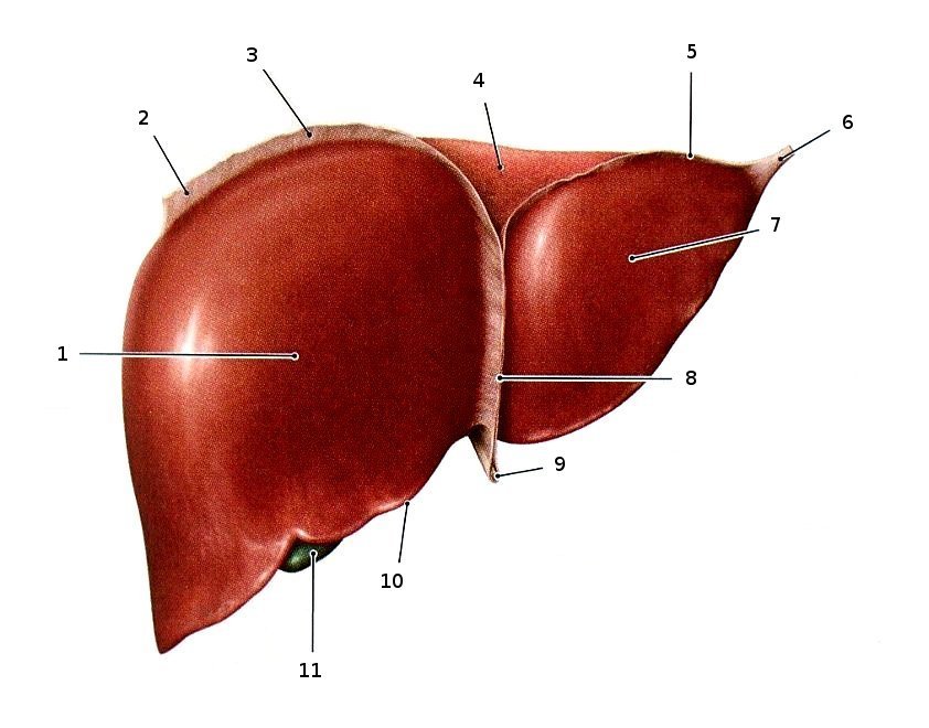 Die Leber von ventral