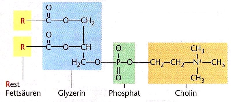 Lecithine