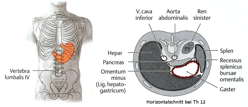 Die Lage des Magens