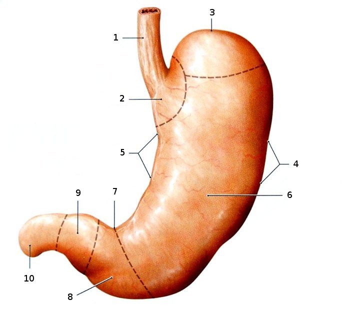 Abschnitte des Magens