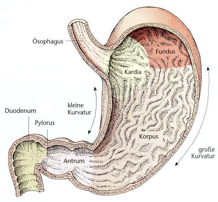 Magen im Längsschnitt