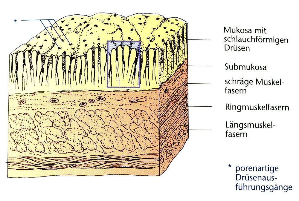 Magenschleimhaut