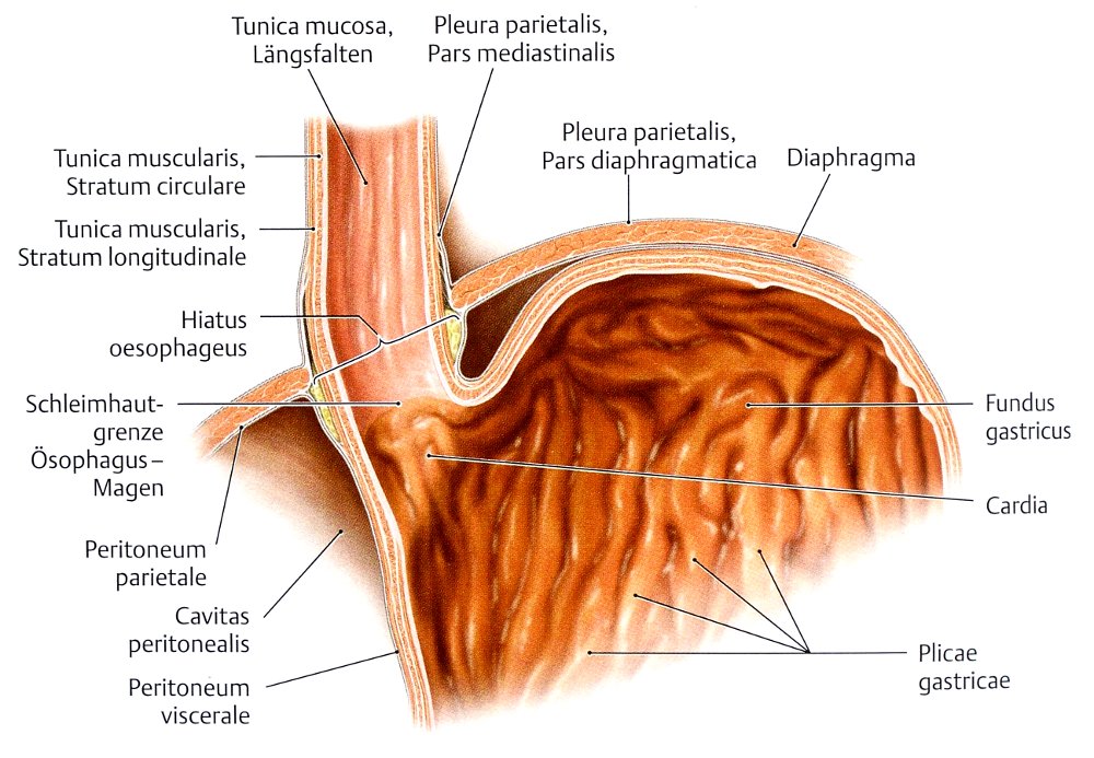 Ösophagus: Pars abdominalis