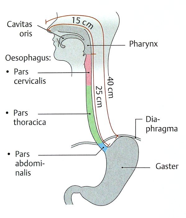 Abschnitte des Ösophagus