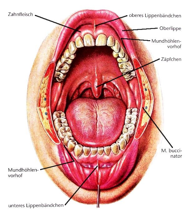 Vestibulum oris et Cavitas oris