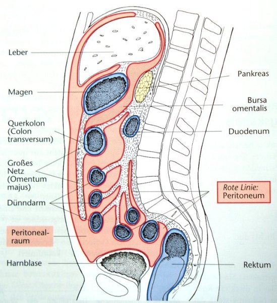 Das Peritoneum