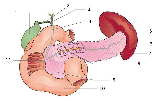 Pankreas und Gallenwege