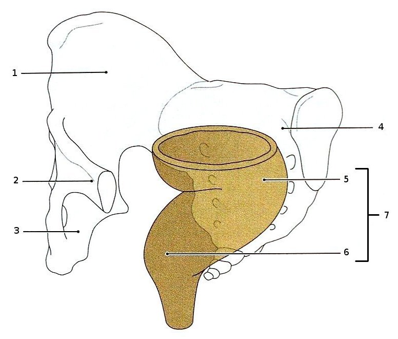 Rectum und Os sacrum