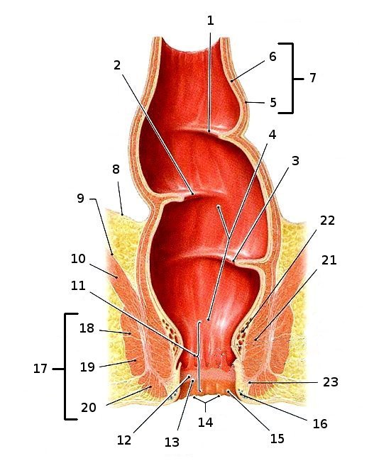 Rectum von ventral