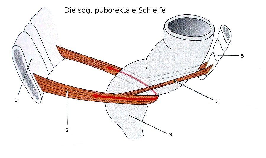 M. puborectalis