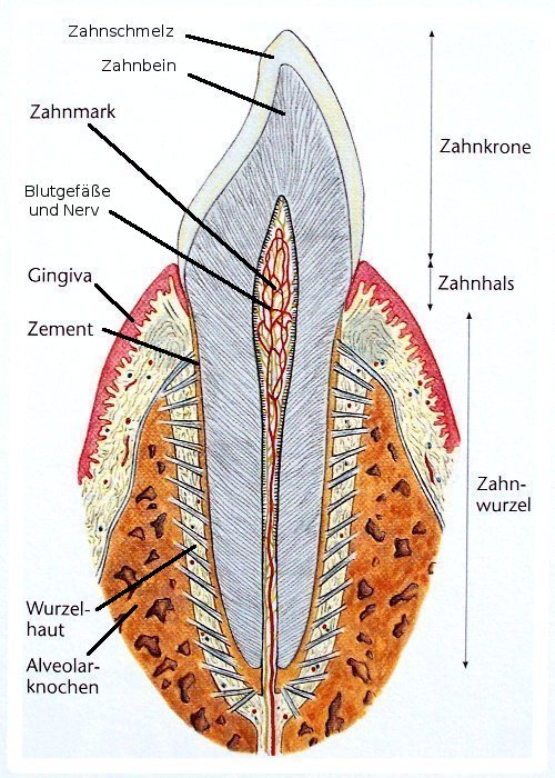 Aufbau eines Zahns